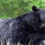 Un ours a le nez bien développé